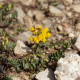 Hippocrepis comosa