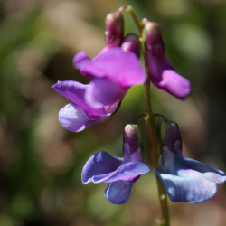 Lathyrus vernus