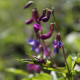 Lathyrus vernus