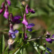 Lathyrus vernus