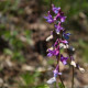 Lathyrus vernus