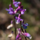 Lathyrus vernus