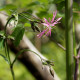 Lychnis flos-cuculi