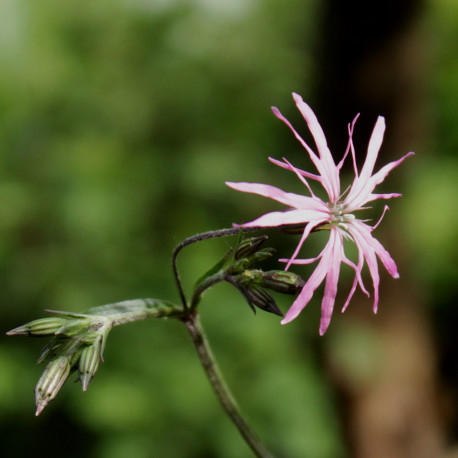 Lychnis flos-cuculi