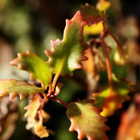 Hylotelephium populifolium