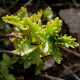 Hylotelephium populifolium