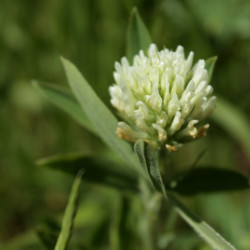 Trifolium ochroleucon