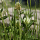 Trifolium ochroleucon