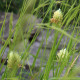 Trifolium ochroleucon