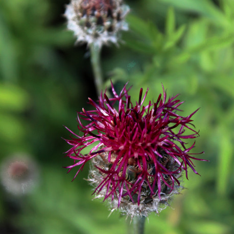 Centaurea atropurpurea