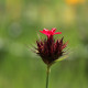 Dianthus cruentus