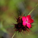 Dianthus cruentus