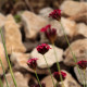 Dianthus cruentus