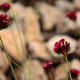 Dianthus cruentus