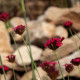 Dianthus cruentus