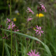 Lychnis flos-cuculi