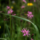 Lychnis flos-cuculi