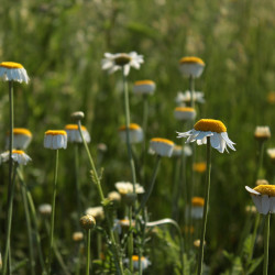 Cota tinctoria 'Alba'