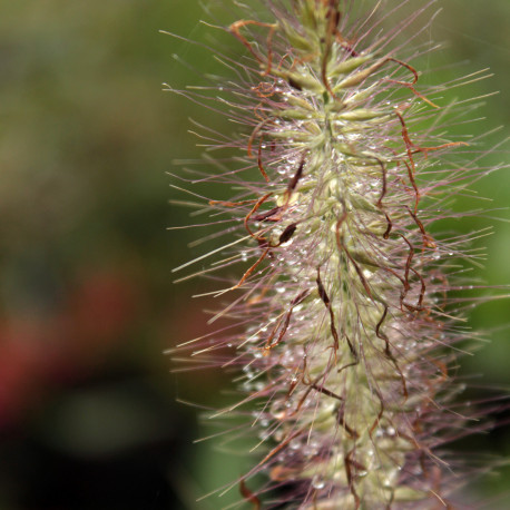 Pennisetum alopecuroides 'Hameln'