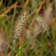 Pennisetum alopecuroides 'Hameln'