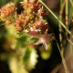 Hylotelephium populifolium