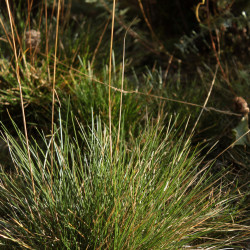 Festuca yvesii subsp. yvesii