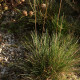 Festuca yvesii subsp. yvesii