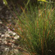 Festuca amethystina 'Aprilgrün'