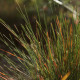 Festuca amethystina 'Aprilgrün'