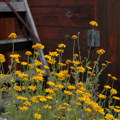 Anthemis tinctoria