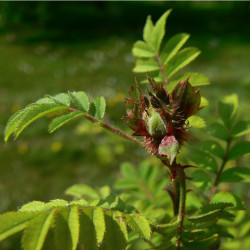 Rosa roxburghii