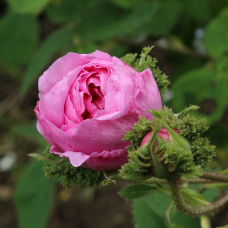 Rosa centifolia 'Cristata'
