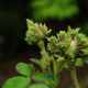 Rosa centifolia 'Cristata'