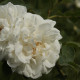 Rosa x alba 'Maxima'