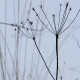 Bupleurum longifolium