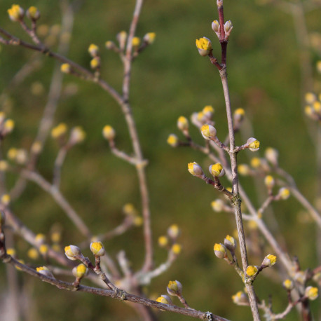 Cornus officinalis