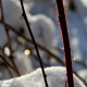 Rubus phoenicolasius