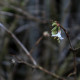 Lonicera fragrantissima