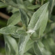 Elaeagnus commutata 'Zempin'