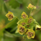 Bupleurum longifolium