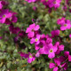 Aubrieta 'Cascade Red'