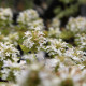 Ajuga reptans 'Alba'