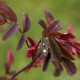 Rosa glauca