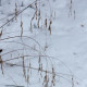 Bromus ramosus