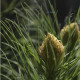 Asphodeline lutea