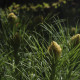 Asphodeline lutea