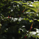 Rosa roxburghii