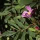 Rosa giraldii