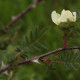 Rosa x pteragonis