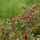 Rosa sp aff. graciliflora